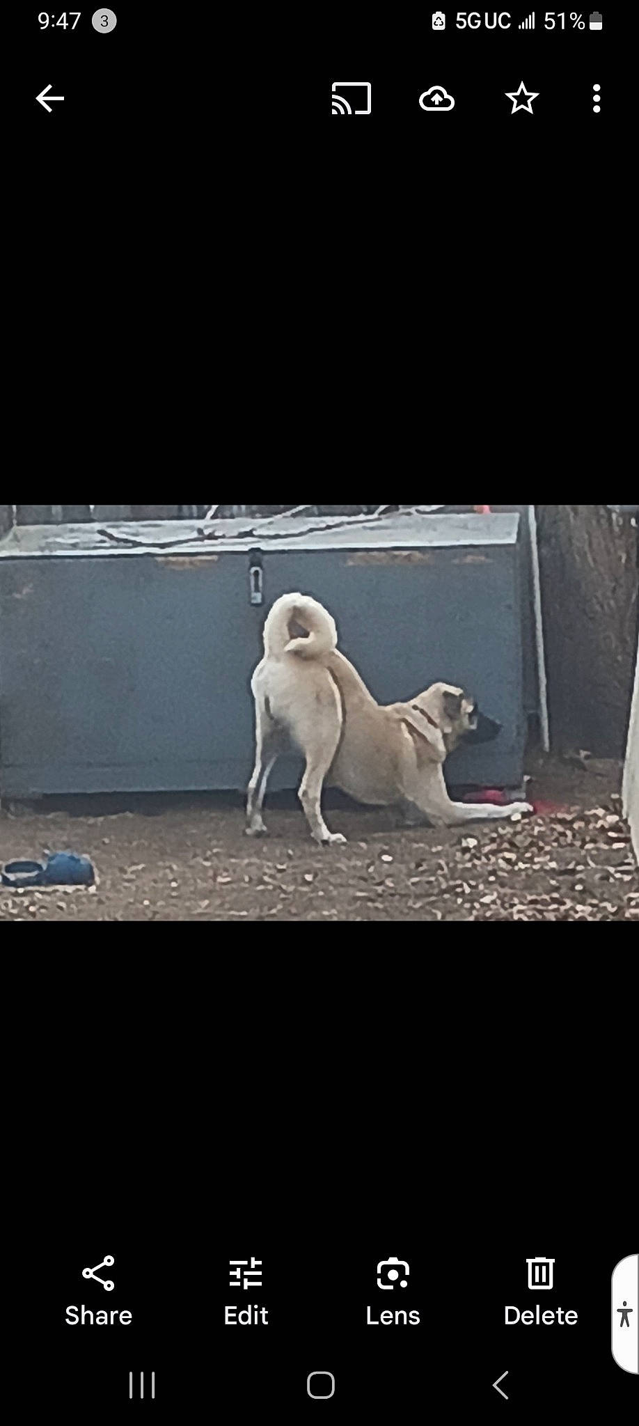 Inoki is registered to the contest to win money with this photo: ancient_dog_breeds, art, canidae, carnivore, companion_dog, darkness, dog, dog_breed, midnight, monochrome, monochrome_photography, night, non_sporting_group, snout, sporting_group, tail, tints_and_shades, working_animal