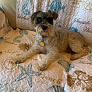 Fritz joined the competition — help win amazing prizes! dog, pet, canine, couch, quilt, home_interior, animal, relaxed, fur, beard, collar, indoor, pattern, starfish, seashell, seaweed, textile, brown, white, comfortable