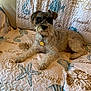 dog, pet, canine, couch, quilt, home_interior, animal, relaxed, fur, beard, collar, indoor, pattern, starfish, seashell, seaweed, textile, brown, white, comfortable