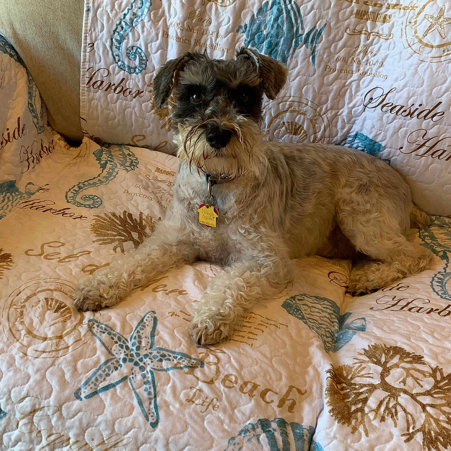 Fritz joined the competition — help win amazing prizes! animal, beard, brown, canine, collar, comfortable, couch, dog, fur, home_interior, indoor, pattern, pet, quilt, relaxed, seashell, seaweed, starfish, textile, white