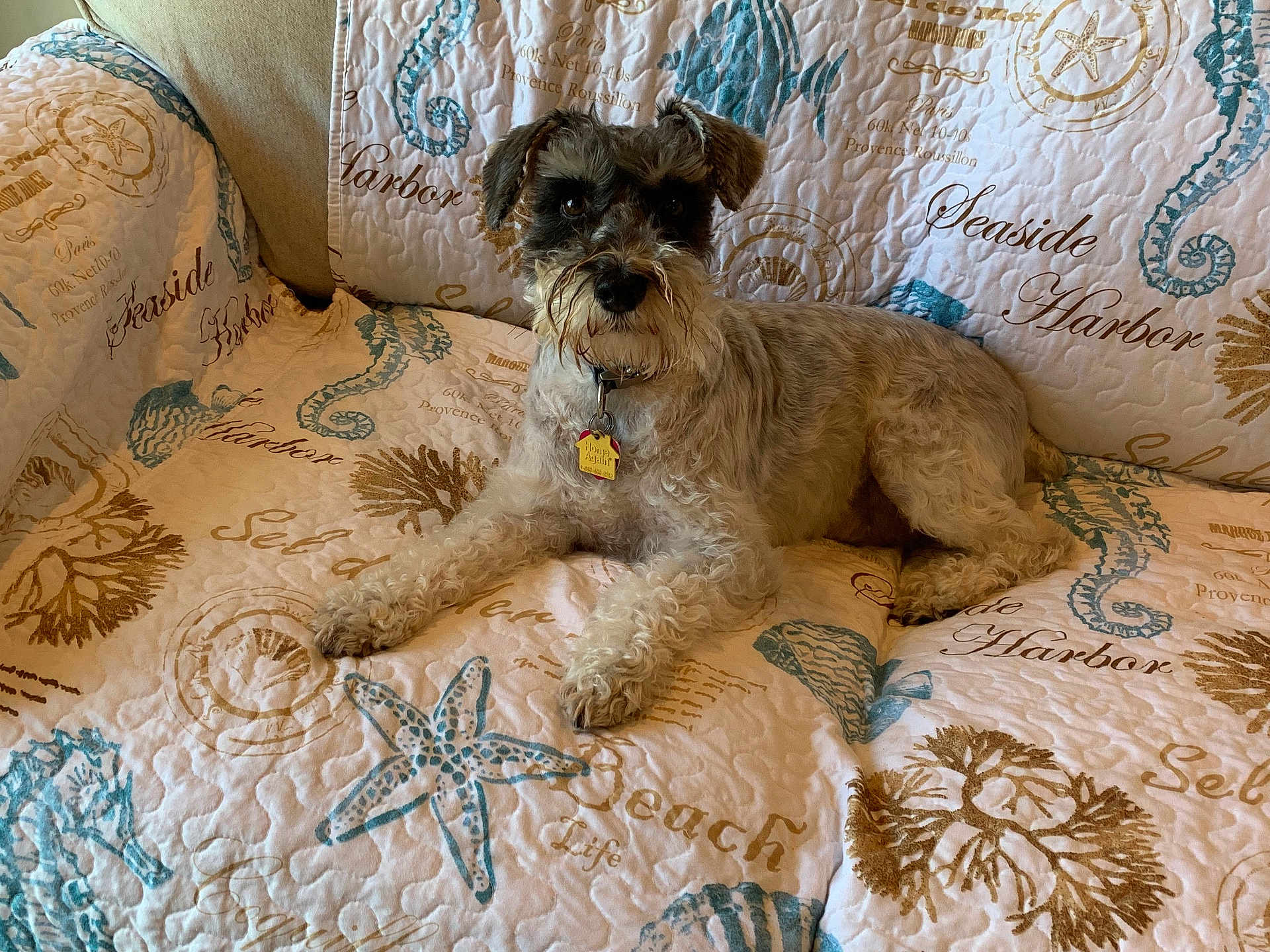 Fritz joined the competition — help win amazing prizes! dog, pet, canine, couch, quilt, home_interior, animal, relaxed, fur, beard, collar, indoor, pattern, starfish, seashell, seaweed, textile, brown, white, comfortable