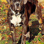 Goliath joined the competition — help win amazing prizes! dog, brindle, outdoor, autumn, leaves, grass, collar, pet, animal, yard, sunlight, fall, canine, nature, wooden_fence, standing, leaf, brown, white_chest, muzzle