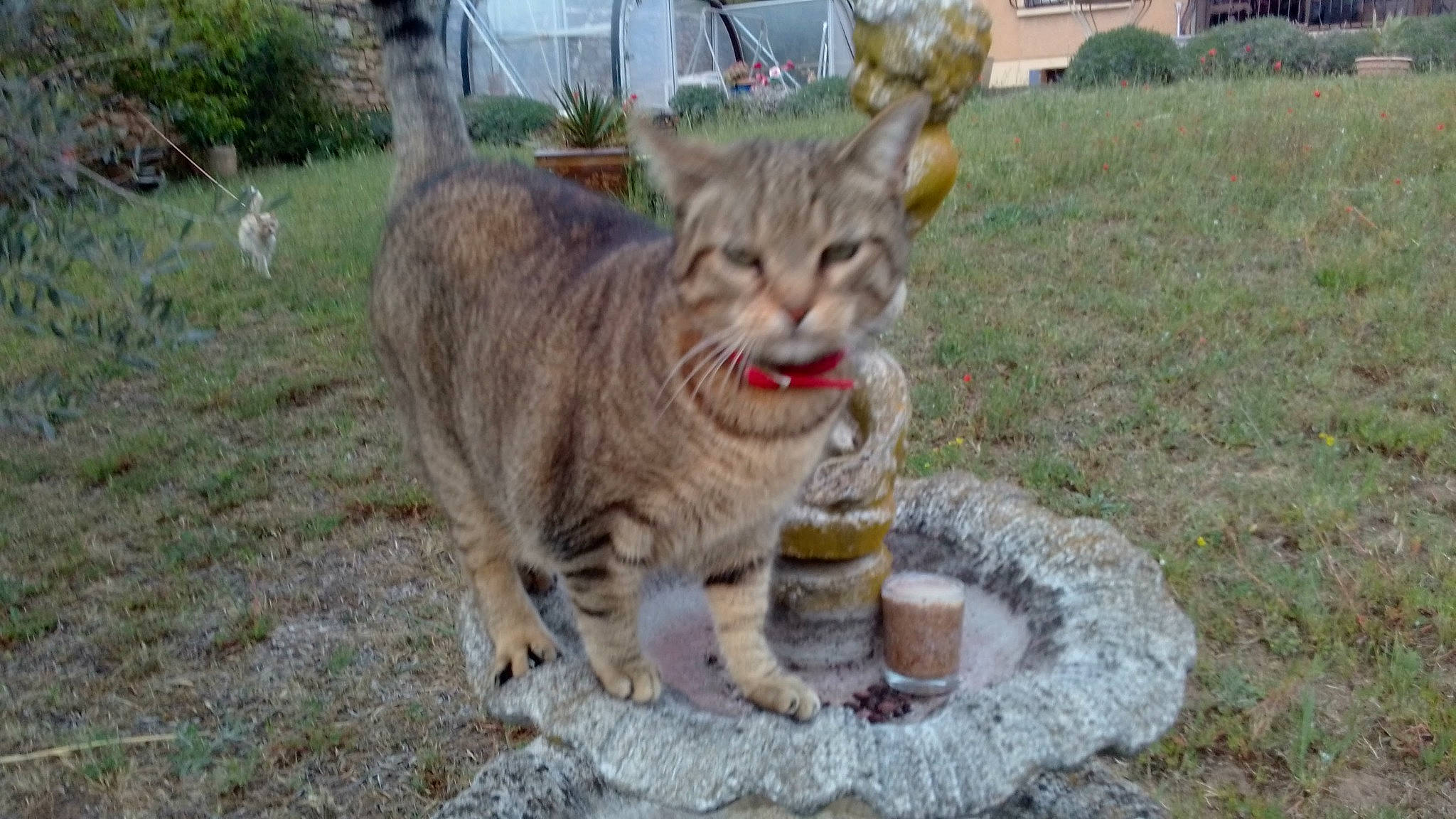Mistigrette participe au concours pour gagner de l'argent avec cette photo : bobcat, carnivore, cat, domestic_short_haired_cat, fawn, felidae, fur, grass, plant, small_to_medium_sized_cats, snout, tail, terrestrial_animal, tree, whiskers, wildlife