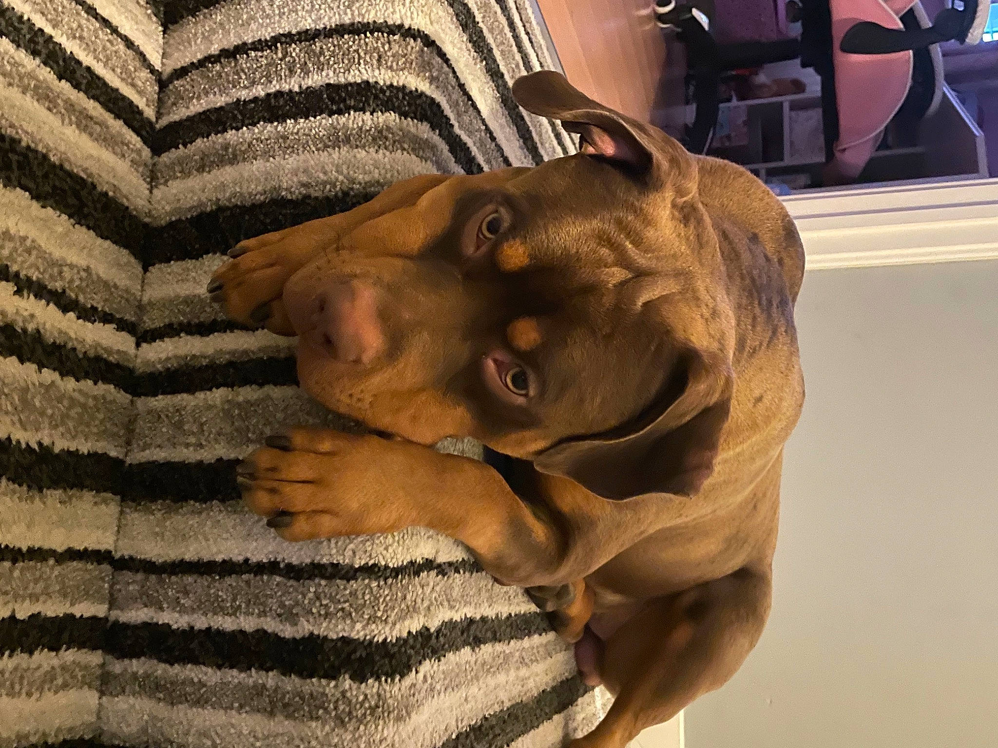 Bentley is registered to the contest to win money with this photo: abdomen, artifact, carnivore, comfort, companion_dog, dog, dog_breed, fawn, flooring, fur, jaw, liver, pattern, room, selfie, snout, sporting_group, wood, working_animal, wrinkle