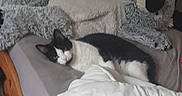 Nala a rejoint le concours — aidez-le/la à gagner de superbes lots ! cat, bed, stuffed_animal, blanket, pillow, indoor, resting, sleeping, black_and_white_cat, plush, cozy, furniture, soft, home, animal, pet, cute, relaxing, sleep, comfort