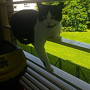 Nala a rejoint le concours — aidez-le/la à gagner de superbes lots ! cat, balcony, railing, black_and_white_cat, greenery, grass, building, outdoor, daylight, shadow, pet, animal, nature, fence, window, summer, sunlight, domestic_cat, wildlife, resting
