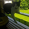 cat, balcony, railing, black_and_white_cat, greenery, grass, building, outdoor, daylight, shadow, pet, animal, nature, fence, window, summer, sunlight, domestic_cat, wildlife, resting