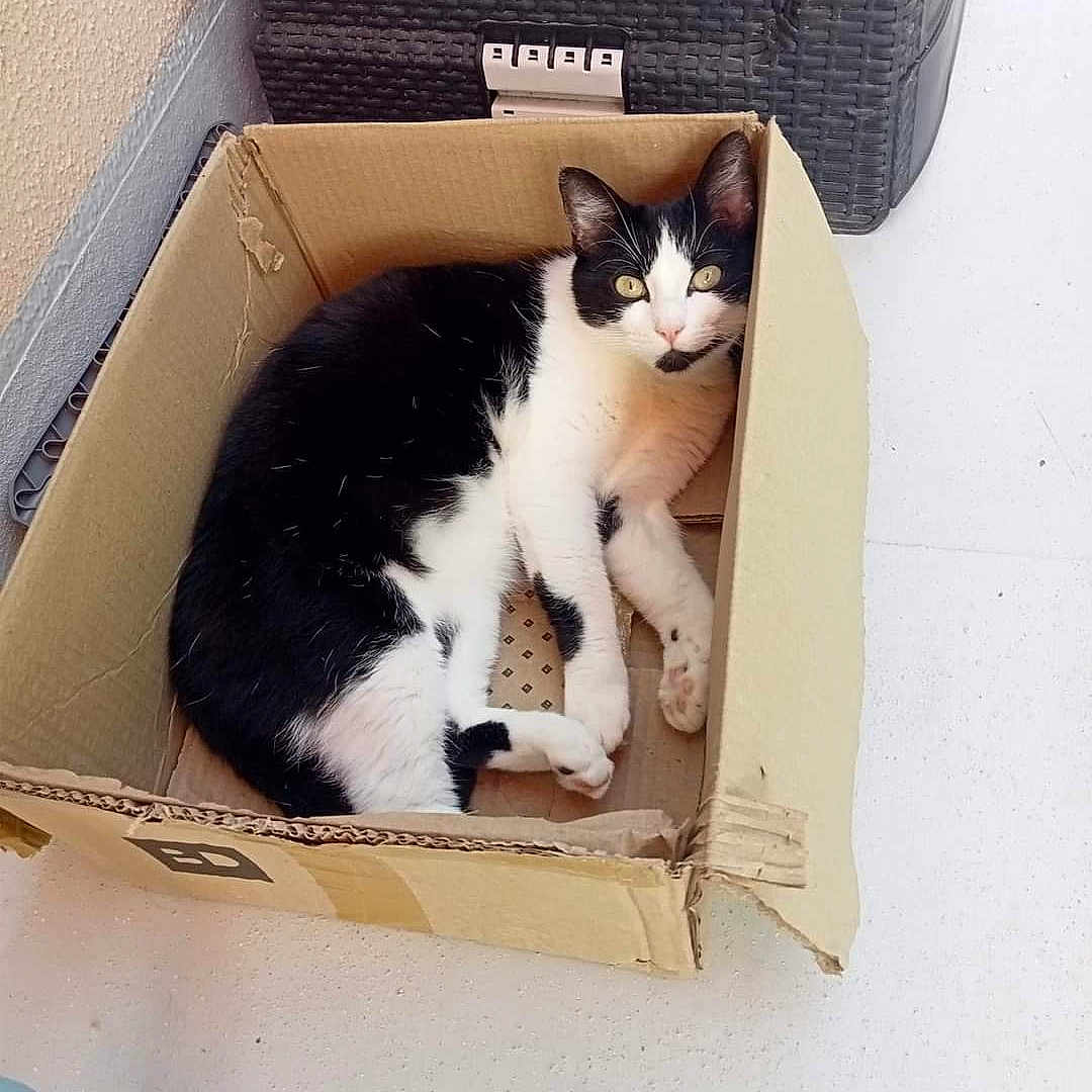 Nala a rejoint le concours — aidez-le/la à gagner de superbes lots ! cat, black_and_white, cardboard_box, indoor, pet, animal, feline, resting, curious, looking_at_camera, floor, wall, household_item, domestic, cute, relaxed, fur, whiskers, ears, paws