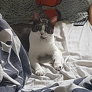 Kaya participe au concours pour gagner de l'argent avec cette photo : cat, bed, blanket, pillow, plush_toy, clownfish, remote_control, fur, indoor, resting, white, gray, black, animal, pet, cozy, relaxing, soft_texture, domestic, feline