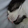 cat, sleeping, close_up, tongue_out, fur, whiskers, cute, pet, animal, cozy, resting, face, nostril, soft, indoor, muzzle, feline, pink_nose, relaxed, closeup