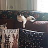 cat, couch, pillow, remote_control, easter_theme, spring_theme, window, indoor, relaxed, pet, decor, furniture, brown_couch, patterned_pillow, white_cat, black_and_white_cat, home, cozy, light, animal