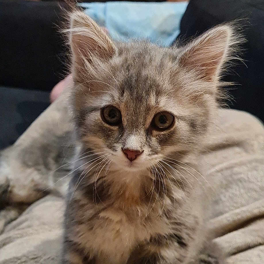 Fripouille participe au concours pour gagner de l'argent avec cette photo : abyssinian, animal, architecture, building, cat, chair, couch, cushion, fire, fireplace, furniture, hearth, homedecor, indoors, interiordesign, kitten, livingroom, manx, pet, room