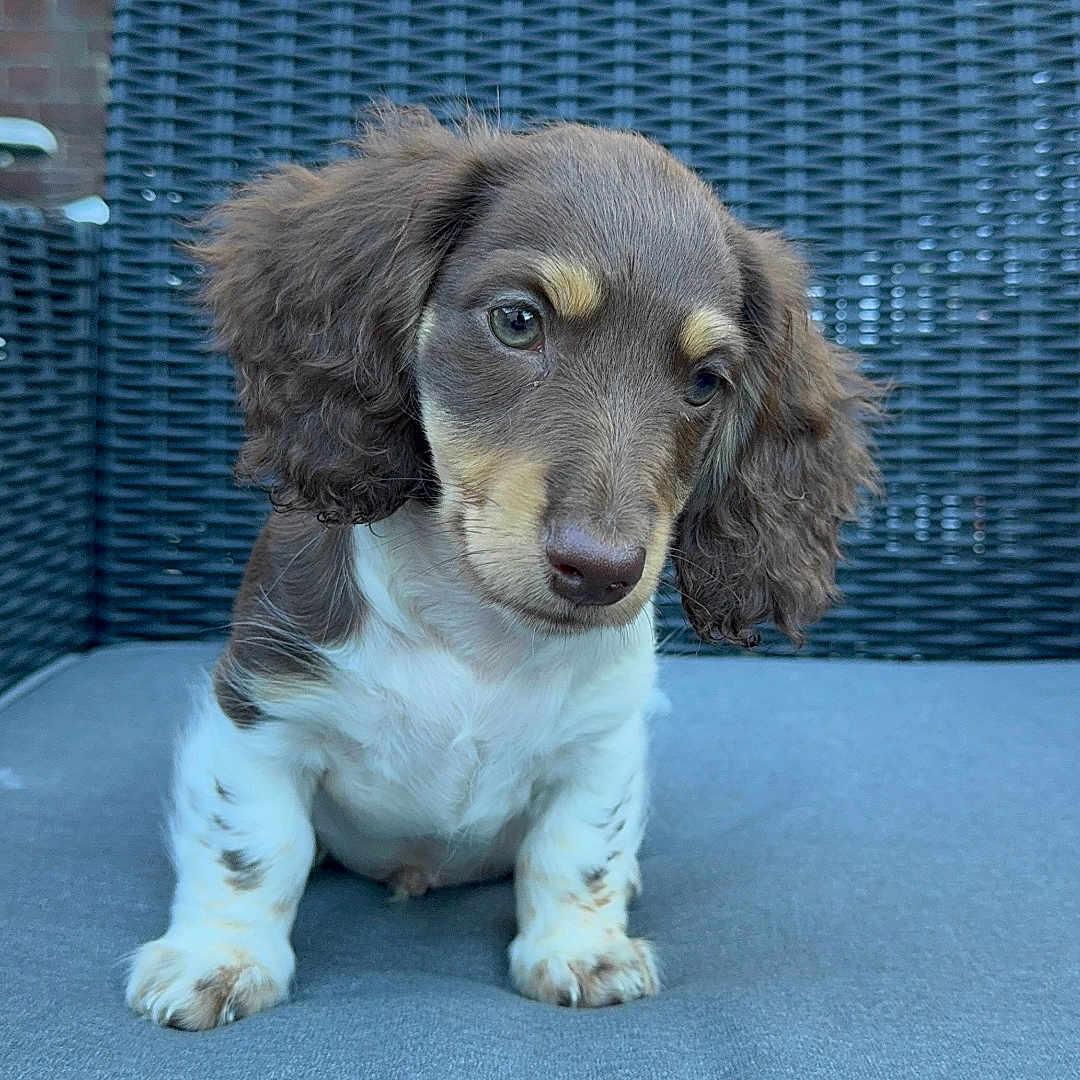 Arlo participe au concours pour gagner de l'argent avec cette photo : animal, brown, chair, closeup, cushion, cute, dog, ears, expression, furry, nose, outdoor, pet, portrait, puppy, sitting, small, white, wicker, young