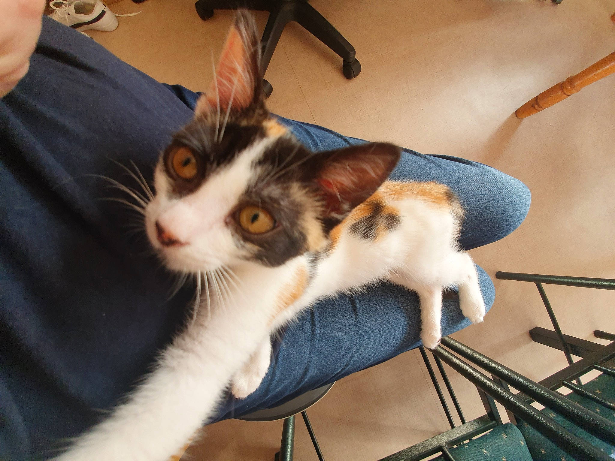 Choupete a rejoint le concours — aidez-le/la à gagner de superbes lots ! aegean_cat, american_wirehair, asian, carnivore, cat, domestic_short_haired_cat, felidae, kitten, mammal, small_to_medium_sized_cats, whiskers