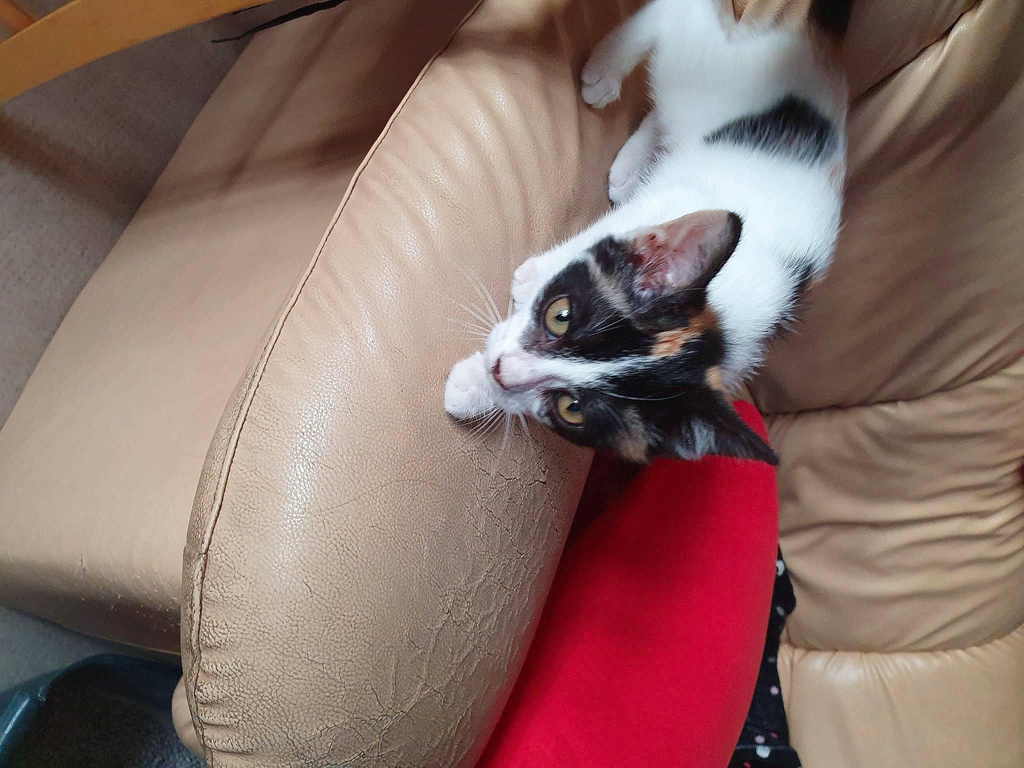 Choupete a rejoint le concours — aidez-le/la à gagner de superbes lots ! carnivore, cat, ear, fawn, felidae, fur, kitten, leg, paw, skin, small_to_medium_sized_cats, whiskers