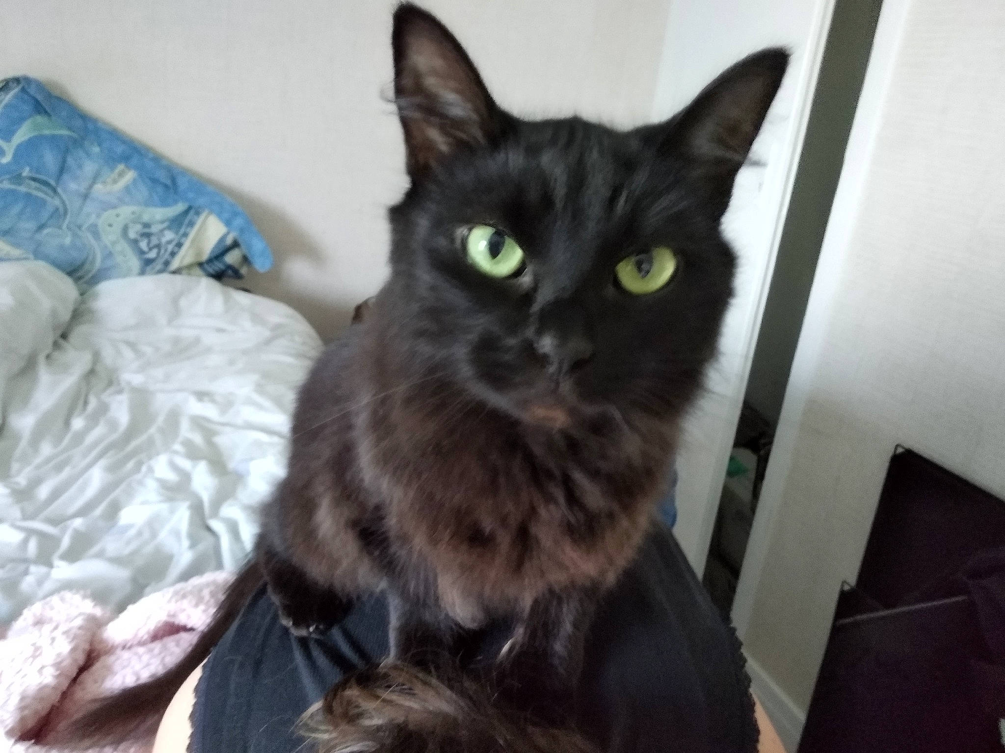 Nanouk participe au concours pour gagner de l'argent avec cette photo : asian, black_cat, bombay, burmese, carnivore, cat, domestic_long_haired_cat, domestic_short_haired_cat, european_shorthair, felidae, german_rex, korat, mammal, nebelung, small_to_medium_sized_cats, snout, vertebrate, whiskers