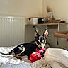 dog, toy, bed, white_bedspread, indoor, small_dog, black_dog, tan_dog, pet, animal, spiderman_toy, playful, ears_up, lying_down, cozy, home, radiator, shelf, soft_light, domestic