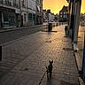 Stanley participe au concours pour gagner de l'argent avec cette photo : dog, sidewalk, street, sunset, urban, buildings, leash, shadow, reflection, pavement, quiet, architecture, city, outdoor, evening, walk, small_dog, empty_street, calm, golden_light