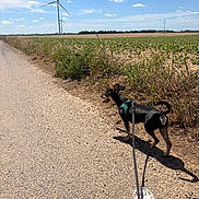 Stanley a rejoint le concours — aidez-le/la à gagner de superbes lots ! dog, leash, plastic_bottle, rural_path, field, wind_turbine, blue_sky, clouds, sunny, grass, nature, outdoor, small_dog, walking, harness, animal, pet, shadow, daytime, landscape