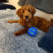 Mia is registered to the contest to win money with this photo: dog, puppy, doodle, brown_fur, shaggy_blanket, blue_ball, toy, couch, living_room, pillow, relaxed, tongue_out, playful, pet, canine, indoor, soft_texture, looking_at_camera, camera_focus, adorable