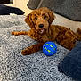 dog, puppy, doodle, brown_fur, shaggy_blanket, blue_ball, toy, couch, living_room, pillow, relaxed, tongue_out, playful, pet, canine, indoor, soft_texture, looking_at_camera, camera_focus, adorable