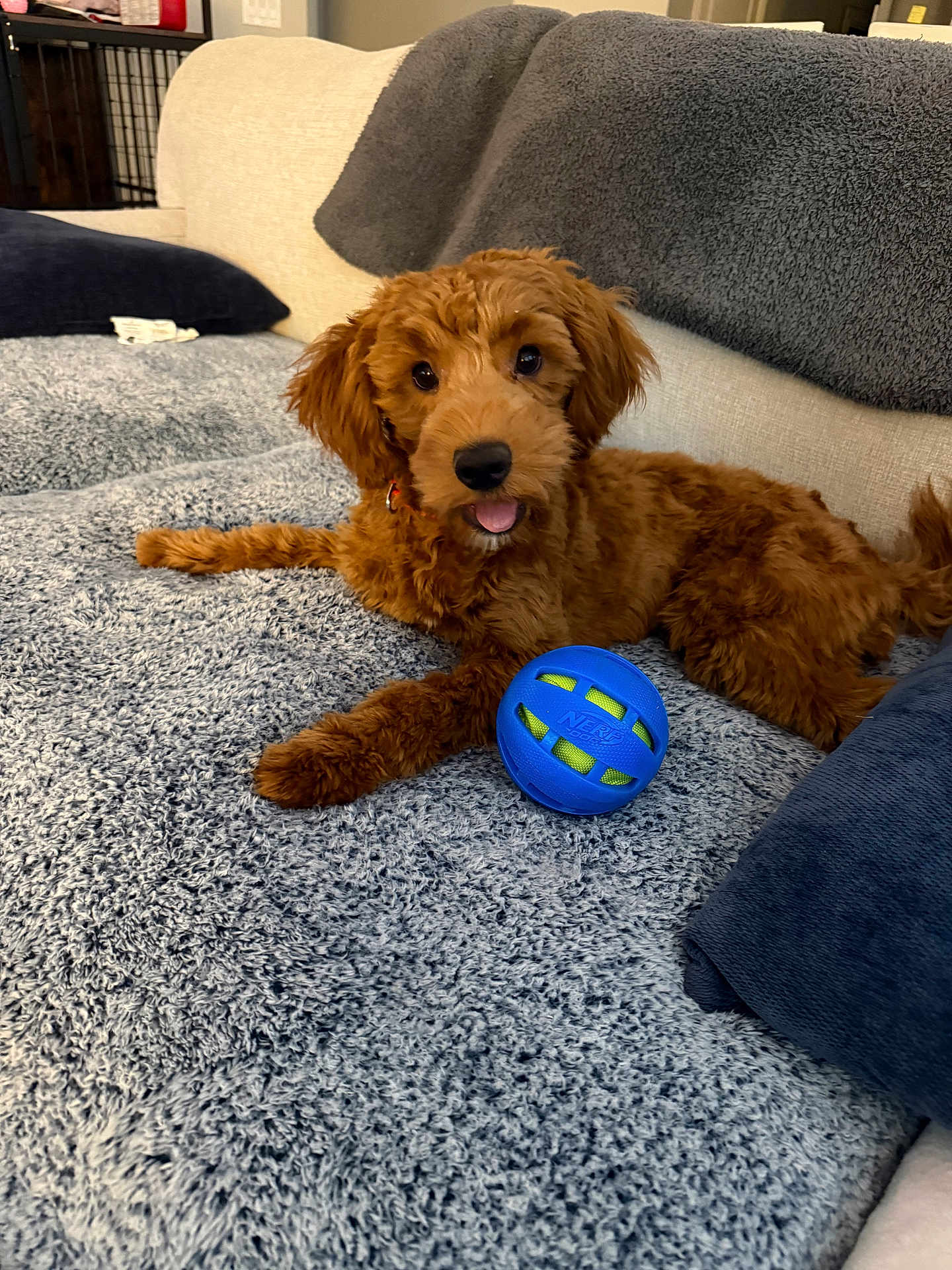Mia is registered to the contest to win money with this photo: dog, puppy, doodle, brown_fur, shaggy_blanket, blue_ball, toy, couch, living_room, pillow, relaxed, tongue_out, playful, pet, canine, indoor, soft_texture, looking_at_camera, camera_focus, adorable