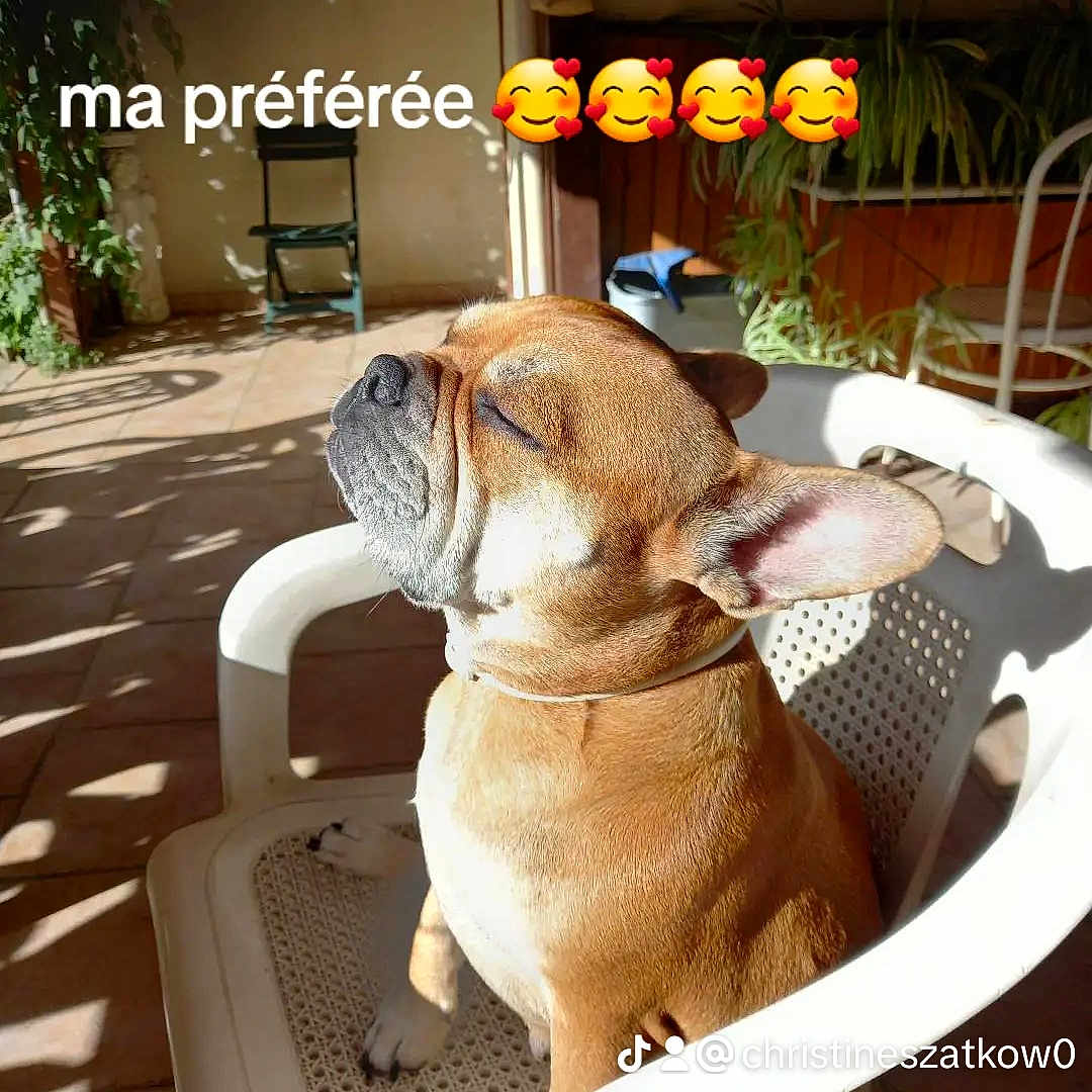 Bibiche participe au concours pour gagner de l'argent avec cette photo : animal, architecture, boxer, building, bulldog, canine, chair, dog, flower, frenchbulldog, housing, indoors, interiordesign, jar, pet, plant, planter, pottedplant, pottery, vase