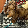Rusty joined the competition — help win amazing prizes! animal, blanket, brown, cozy, cute, dog, floor, fur, indoor, looking_up, pattern, pet, playful, puppy, rope, small, text_overlay, toy, wood, young