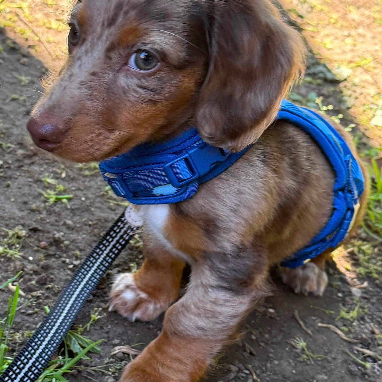 Rusty joined the competition — help win amazing prizes! puppy, dog, dachshund, blue_harness, leash, outdoor, grass, dirt, young_animal, pet, canine, small_dog, curious, brown_fur, short_legs, ears, closeup, animal, nature, sunlight