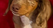 Rusty joined the competition — help win amazing prizes! puppy, dog, pet, close_up, brown_fur, white_fur, speckled, cute, looking_up, red_background, animal, young_dog, indoors, fur, small, mammal, domestic_animal, adorable, face, sitting