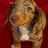 puppy, dog, pet, close_up, brown_fur, white_fur, speckled, cute, looking_up, red_background, animal, young_dog, indoors, fur, small, mammal, domestic_animal, adorable, face, sitting