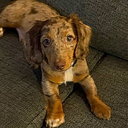 Rusty is registered to the contest to win money with this photo: puppy, dog, pet, couch, indoor, brown, speckled, fur, ears, nose, eyes, laying, young, animal, canine, companion, cute, domestic, relaxed, texture