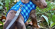 Rusty is registered to the contest to win money with this photo: animal, blue_harness, brown_dog, curious, cute, dachshund, dog, ears, fur, grass, ground, leash, leaves, nature, outdoor, pet, puppy, small_dog, walking, young_dog