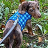 Rusty is registered to the contest to win money with this photo: puppy, dog, dachshund, blue_harness, leash, grass, leaves, outdoor, pet, animal, curious, small_dog, walking, nature, young_dog, cute, ears, fur, brown_dog, ground