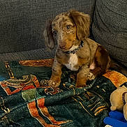 Rusty joined the competition — help win amazing prizes! animal, blanket, brown_fur, collar, couch, cozy, cute, dog, domestic_animal, furniture, home, indoor, patterned_blanket, pet, puppy, relaxed, sitting, soft_fur, toy, young