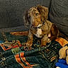 animal, blanket, brown_fur, collar, couch, cozy, cute, dog, domestic_animal, furniture, home, indoor, patterned_blanket, pet, puppy, relaxed, sitting, soft_fur, toy, young