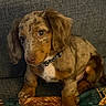 Rusty is registered to the contest to win money with this photo: puppy, dog, speckled_fur, floppy_ears, collar, pet, cute, indoor, couch, brown, tan, white_chest, young_dog, sitting, looking, animal, domestic_animal, furry, companion, home