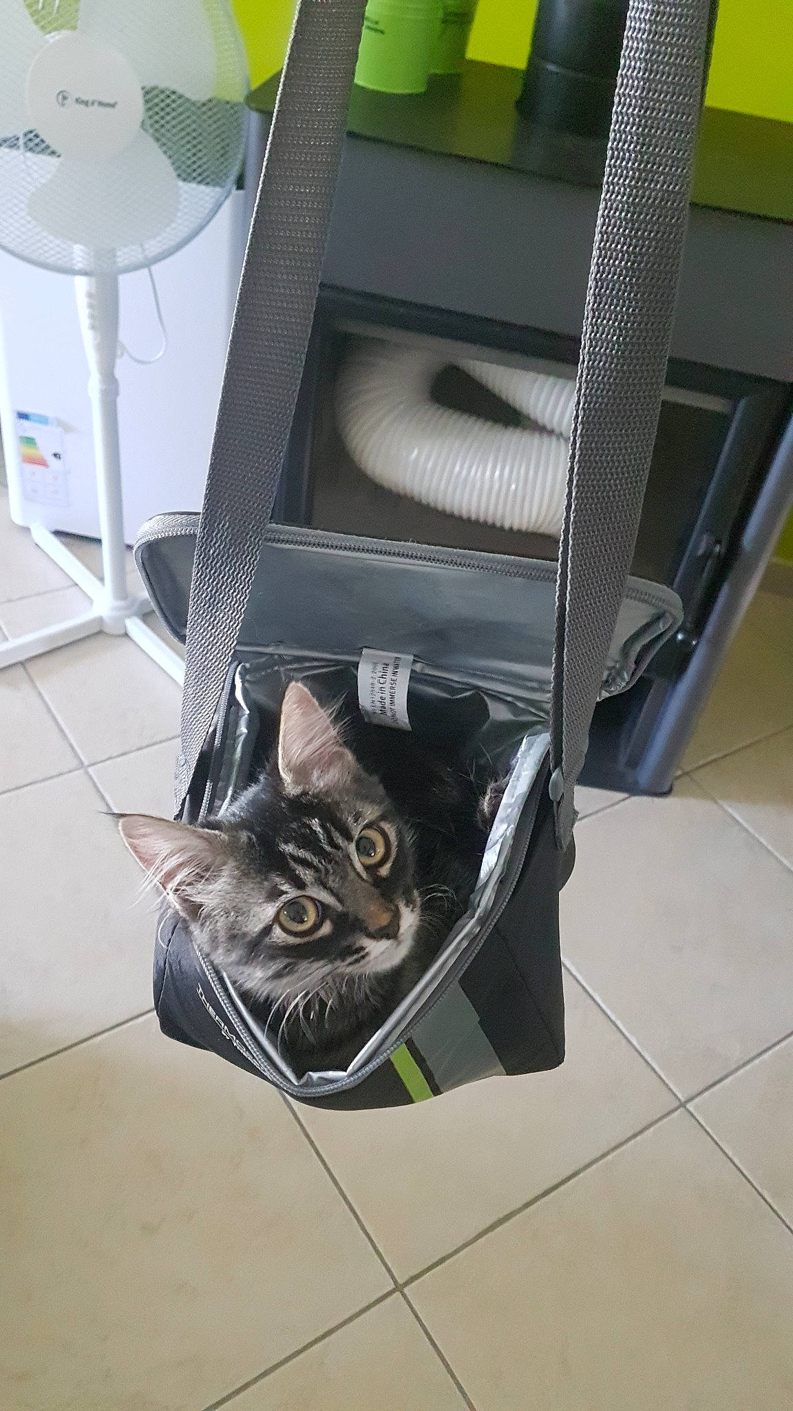 Plume participe au concours pour gagner de l'argent avec cette photo : american_shorthair, box, carnivore, cat, felidae, kitten, maine_coon, russian_blue, small_to_medium_sized_cats