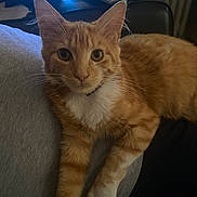 Minette a rejoint le concours — aidez-le/la à gagner de superbes lots ! cat, orange_tabby, pet, animal, indoor, lap, remote_control, person, hand, feline, whiskers, paws, white_chest, curious, relaxed, couch, electronics, device, closeup, domestic_cat