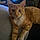 Minette