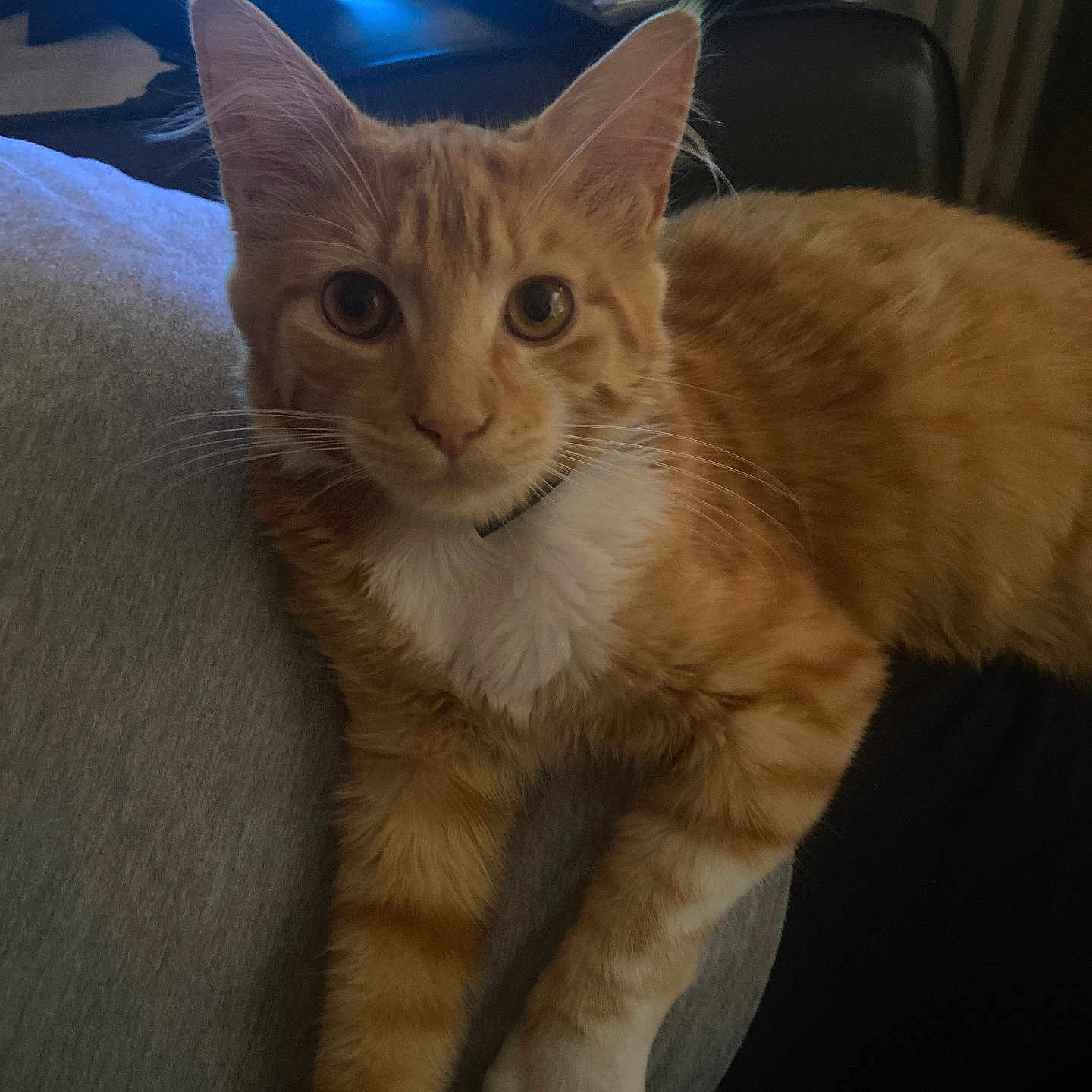 Minette a rejoint le concours — aidez-le/la à gagner de superbes lots ! animal, cat, closeup, couch, curious, device, domestic_cat, electronics, feline, hand, indoor, lap, orange_tabby, paws, person, pet, relaxed, remote_control, whiskers, white_chest