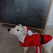 Snoopy a rejoint le concours — aidez-le/la à gagner de superbes lots ! dog, white_dog, pet, animal, indoor, floor, cabinet, tile_floor, costume, red_outfit, santa_costume, holiday, festive, curious, standing, fur, ears, tail, domestic_animal, cute