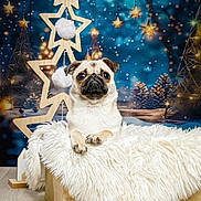 Bounty a rejoint le concours — aidez-le/la à gagner de superbes lots ! animal, background_lights, christmas, cozy, cute, decorative, dog, festive, flooring, fluffy_blanket, holiday, indoor, pet, pinecones, portrait, pug, small_dog, star_decoration, winter_theme, wooden_box
