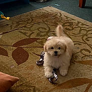 Lola joined the competition — help win amazing prizes! animal, brown, canine, carpet, cute, dog, domestic, floor, fluffy, fur, indoor, living_room, pattern, pet, playful, puppy, small, toy, white, young