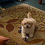 animal, brown, canine, carpet, cute, dog, domestic, floor, fluffy, fur, indoor, living_room, pattern, pet, playful, puppy, small, toy, white, young