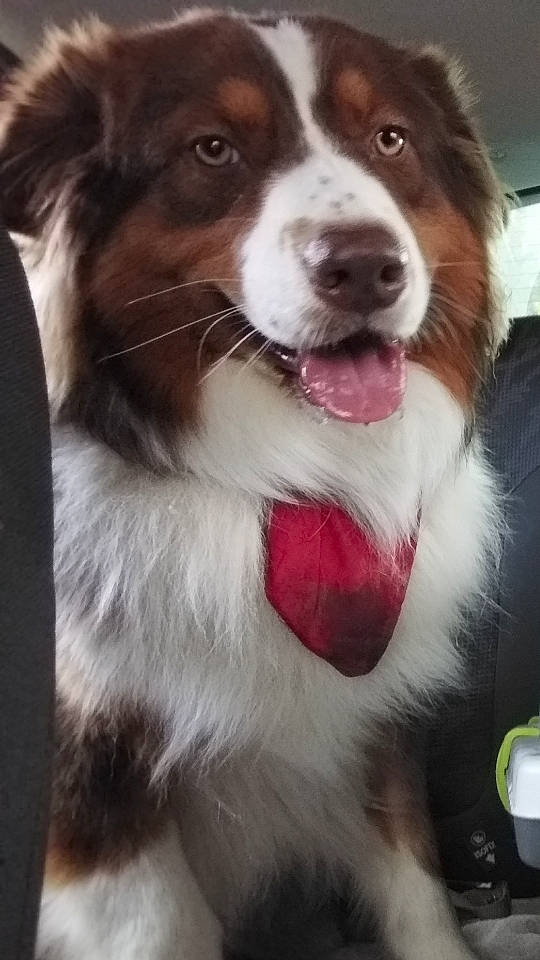 Ouper a rejoint le concours — aidez-le/la à gagner de superbes lots ! ancient_dog_breeds, australian_collie, australian_shepherd, border_collie, canidae, carnivore, companion_dog, dog, dog_breed, fur, herding_dog, miniature_australian_shepherd, snout, sporting_group, terrestrial_animal, whiskers, working_animal, working_dog