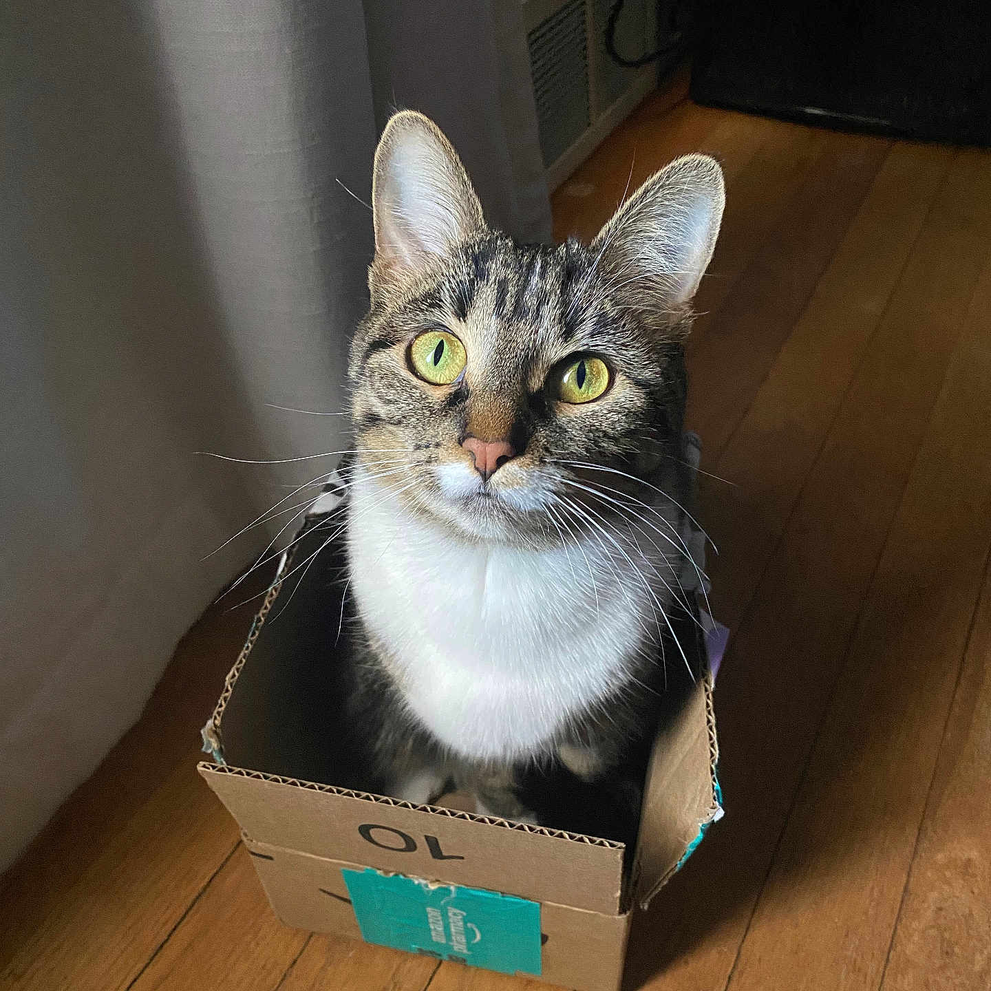 Nella is registered to the contest to win money with this photo: abyssinian, animal, architecture, basket, box, building, cardboard, carton, cat, computer, furniture, hardwood, indoors, interiordesign, kitten, livingroom, manx, pet, room, wood