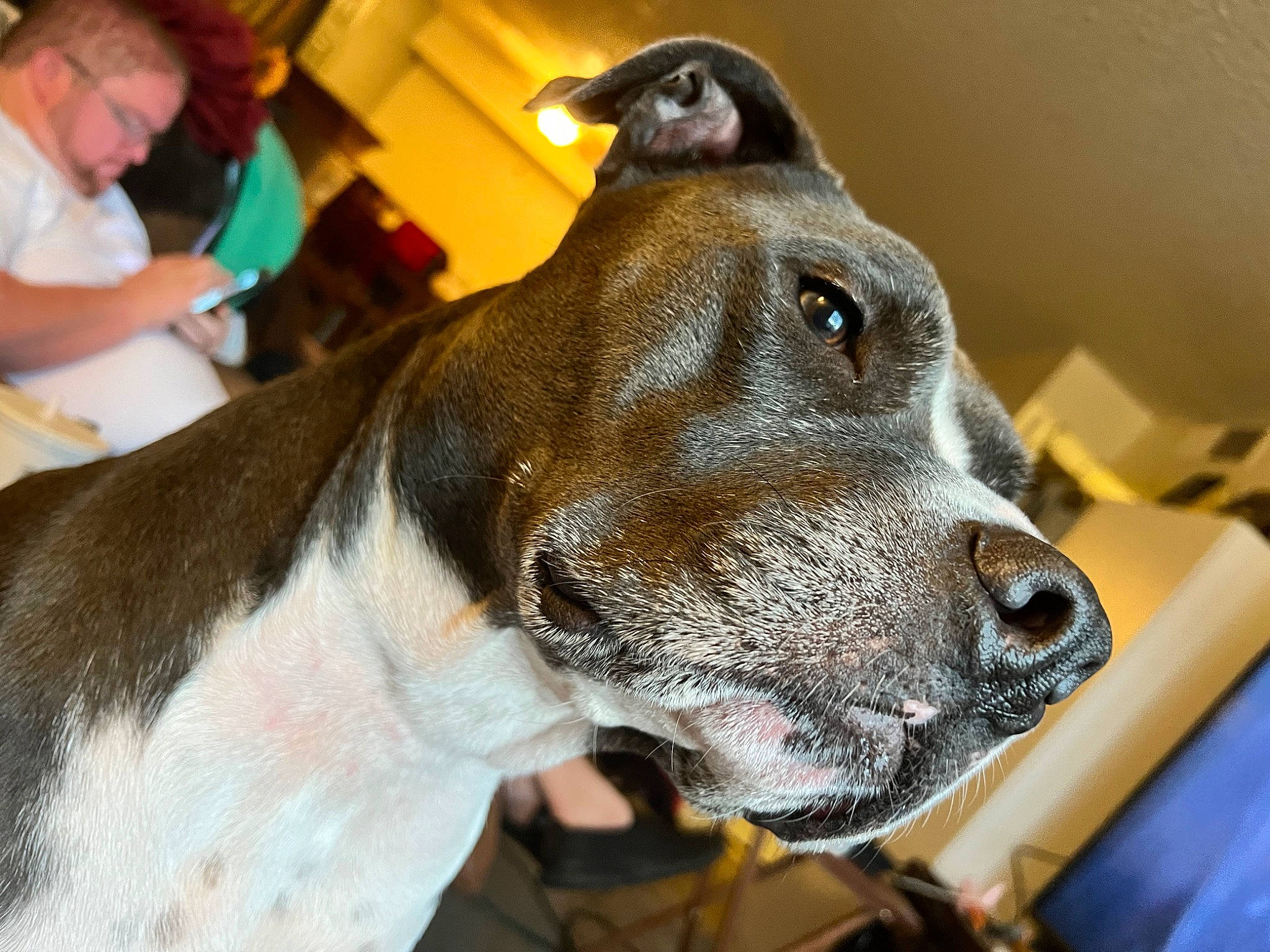 Lily is registered to the contest to win money with this photo: canidae, carnivore, collar, companion_dog, dog, dog_breed, dog_collar, dog_supply, ear, fawn, fur, giant_dog_breed, great_dane, jaw, pet_supply, snout, sporting_group, t_shirt, whiskers, working_animal