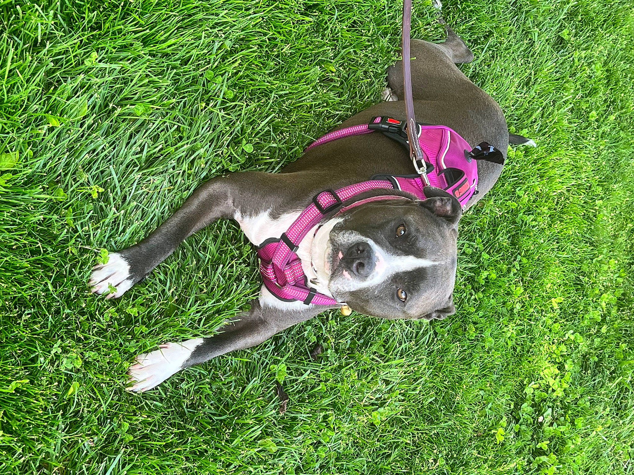 Lily is registered to the contest to win money with this photo: ball, canidae, carnivore, collar, companion_dog, dog, dog_breed, dog_collar, dog_supply, fawn, grass, grassland, groundcover, leash, personal_protective_equipment, pet_supply, plant, snout, sporting_group, tail