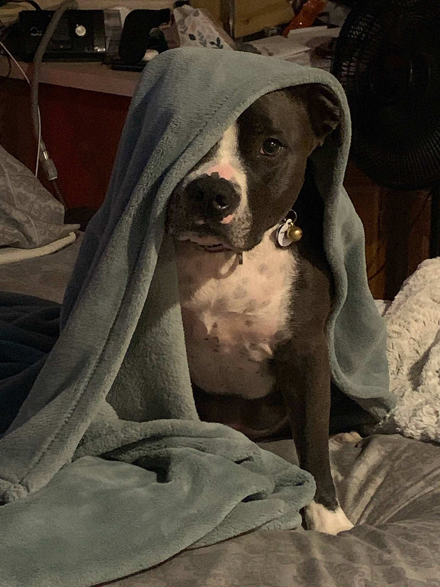 Lily is registered to the contest to win money with this photo: art, canidae, carnivore, comfort, companion_dog, dog, dog_breed, fawn, formal_wear, fur, linens, monochrome_photography, non_sporting_group, sitting, snout, sporting_group, tints_and_shades, visual_arts, wood, working_animal